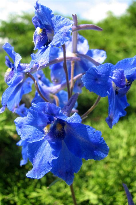 釘子花植物|钩距翠雀花 Delphinium hamatum